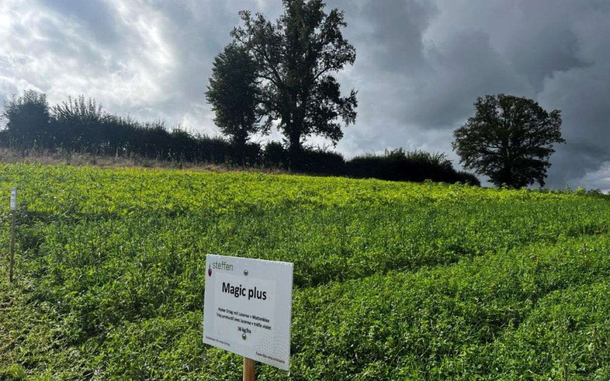 Die Luzernen-Gras-Mischung von Samen Steffen auf dem Feld in Pierrafortscha. Bild: kim