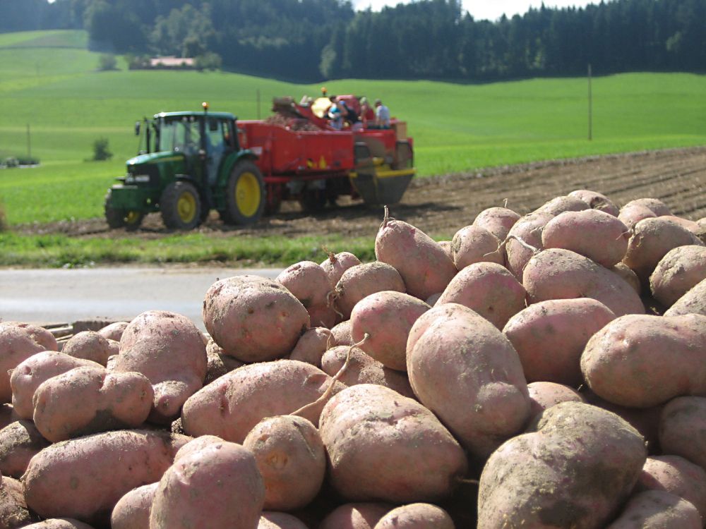 Die Nettoerträge bei den Kartoffeln lagen bei den konventionellen 17%, bei den Biokartoffeln 35% über dem Fünfjahresschnitt. (Bild: lid jin)