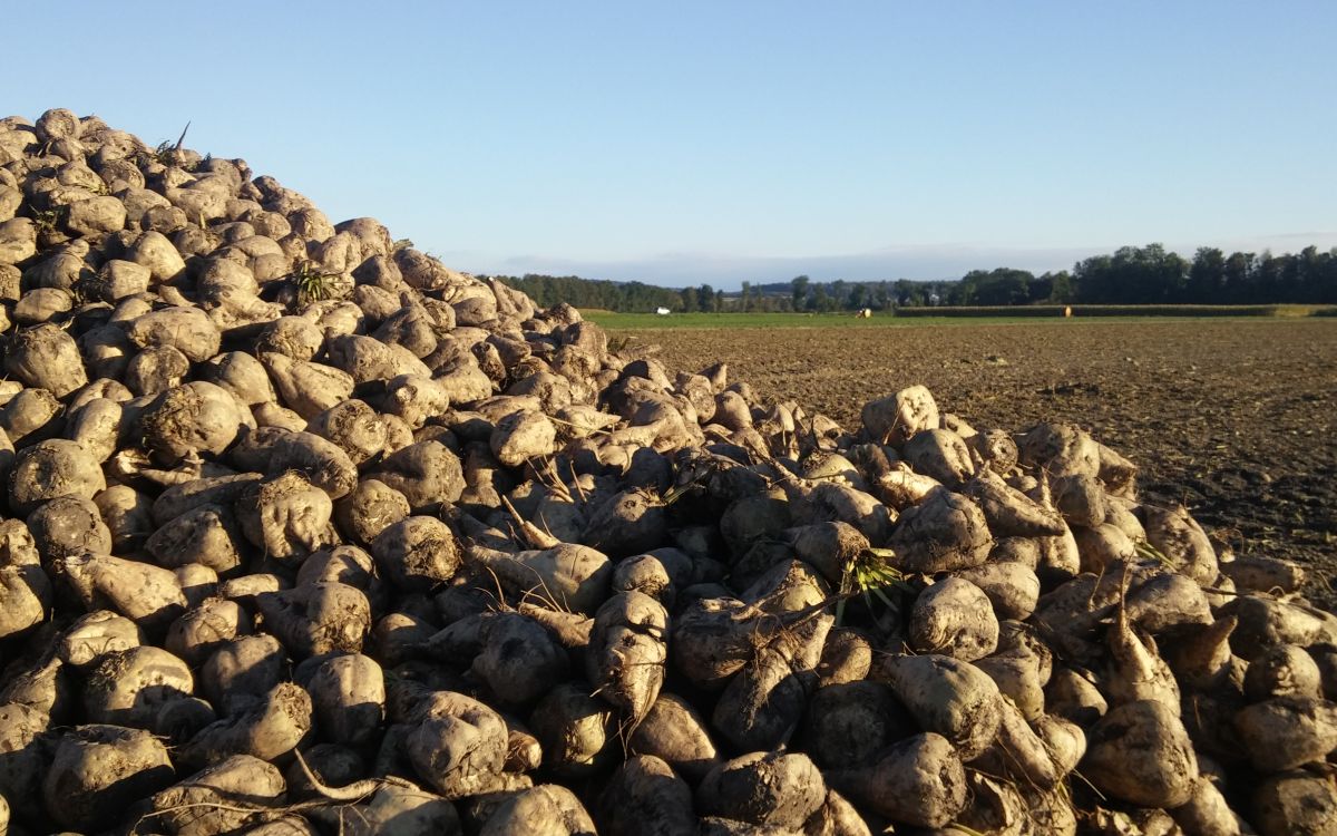 Eine "Miete" Zuckerrüben auf einem Feld