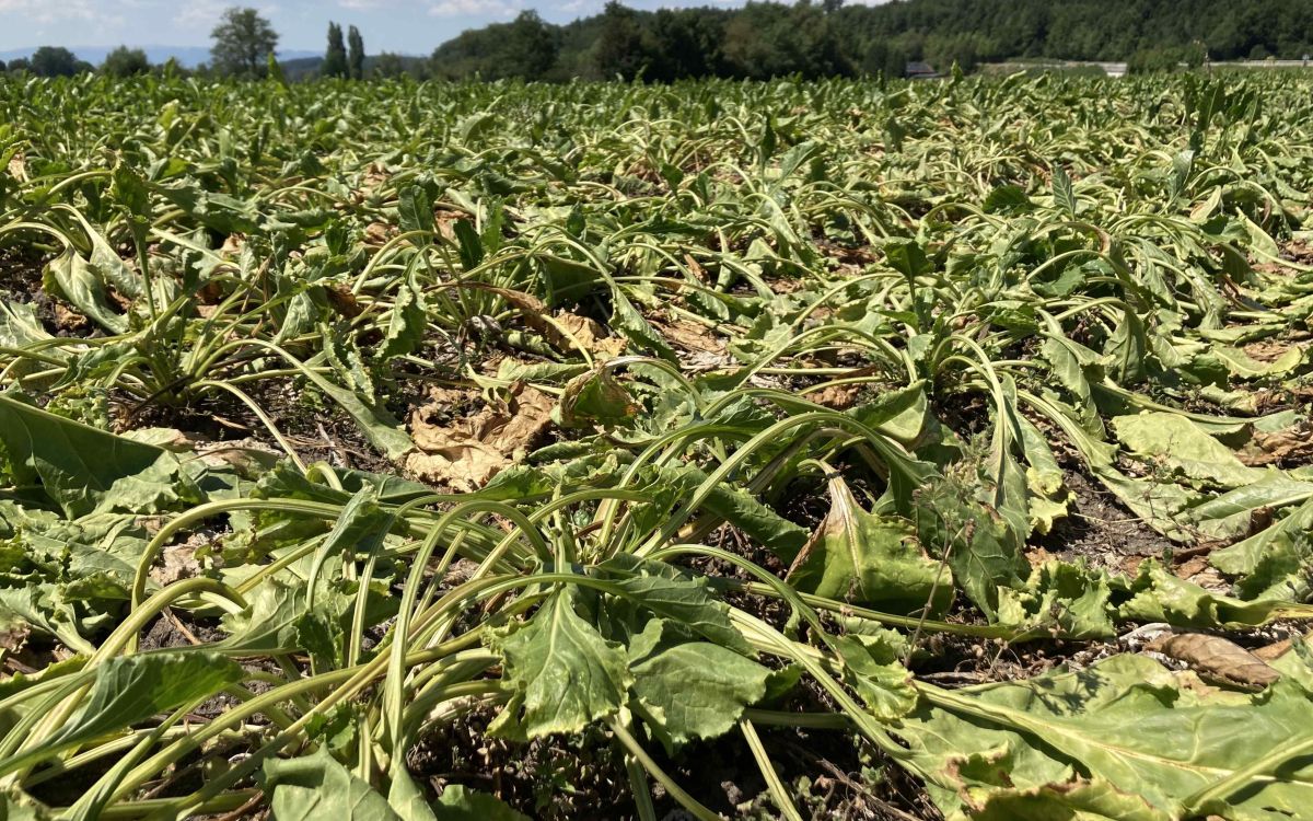 Verdorrte und herabhängende Blätter von Zuckerrüben auf einem trockenen Feld während einer Hitzewelle