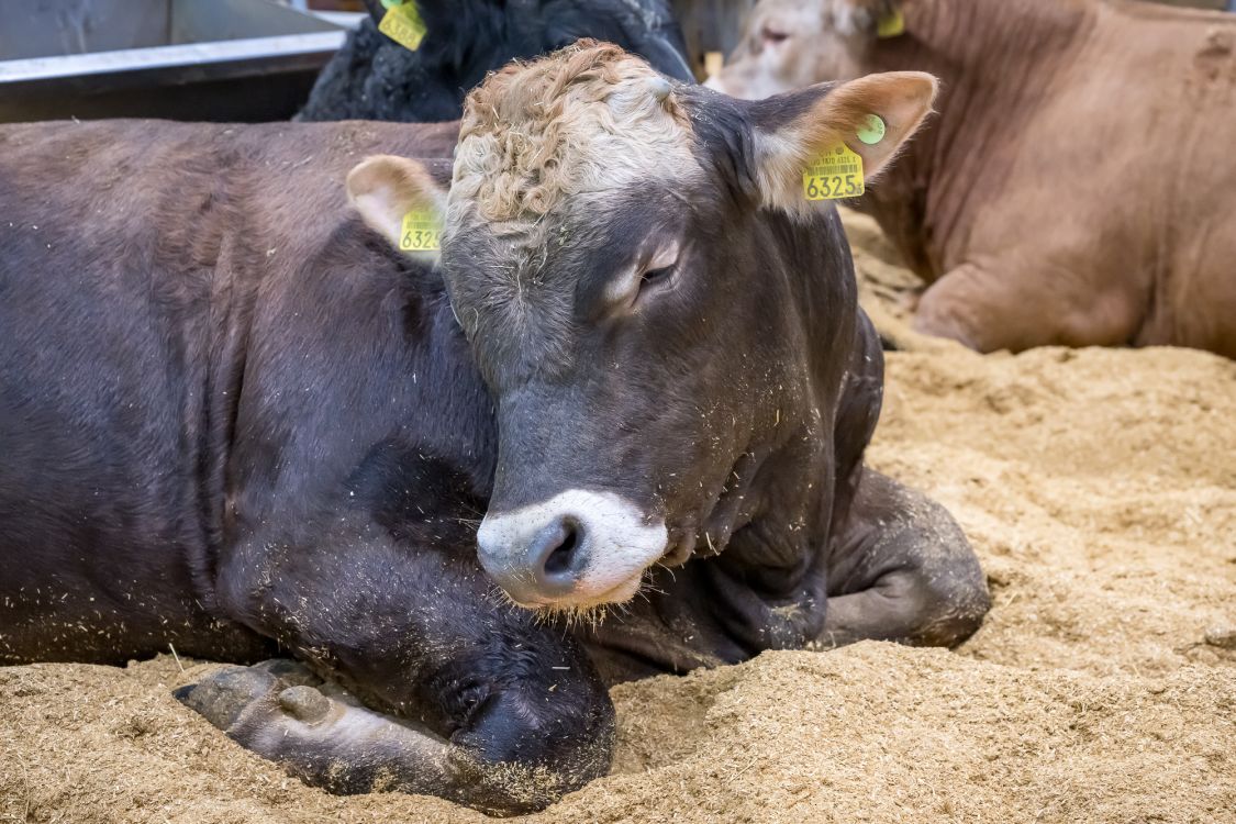 Und es gab einige Tiere zu sehen. Bild: suisse tier