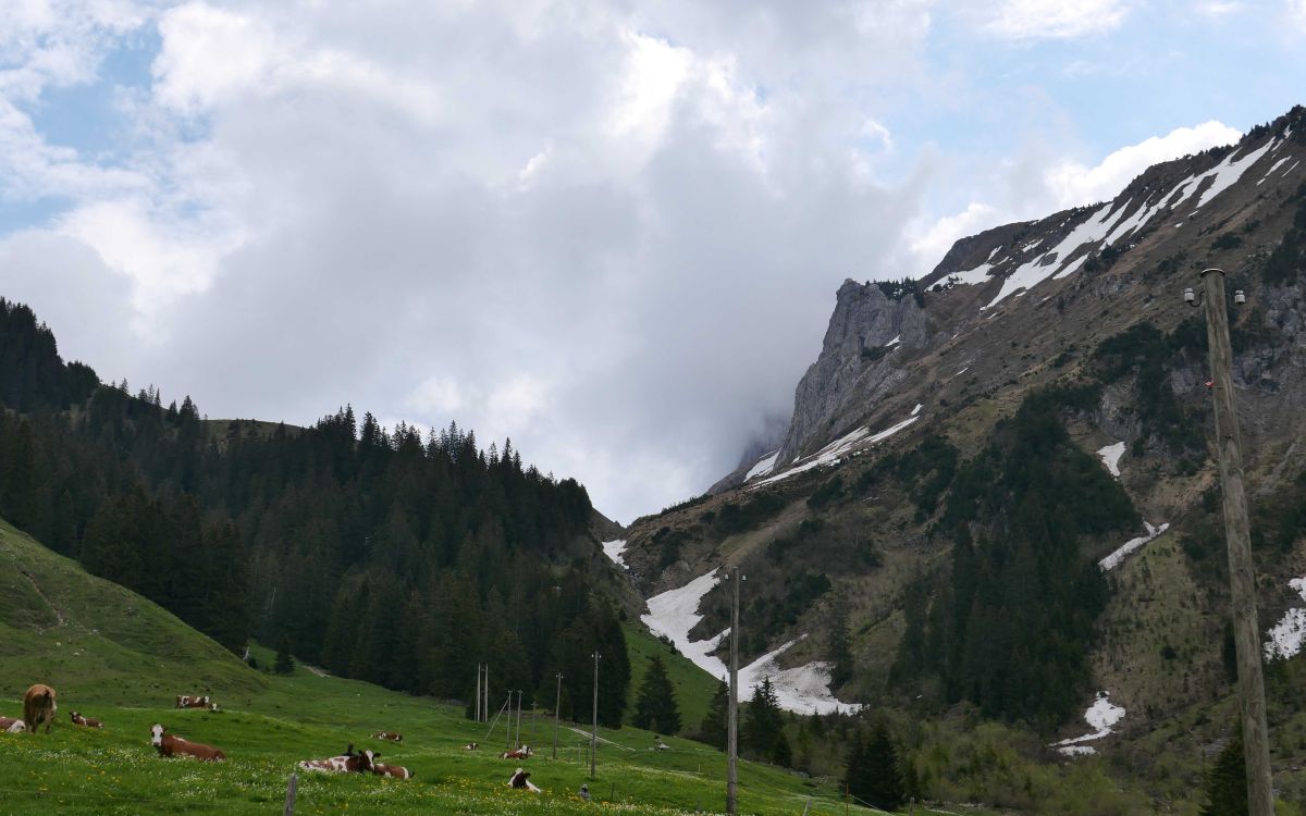 Walalp in Bern, grasende Kühe, Schneefelder im Hintergrund