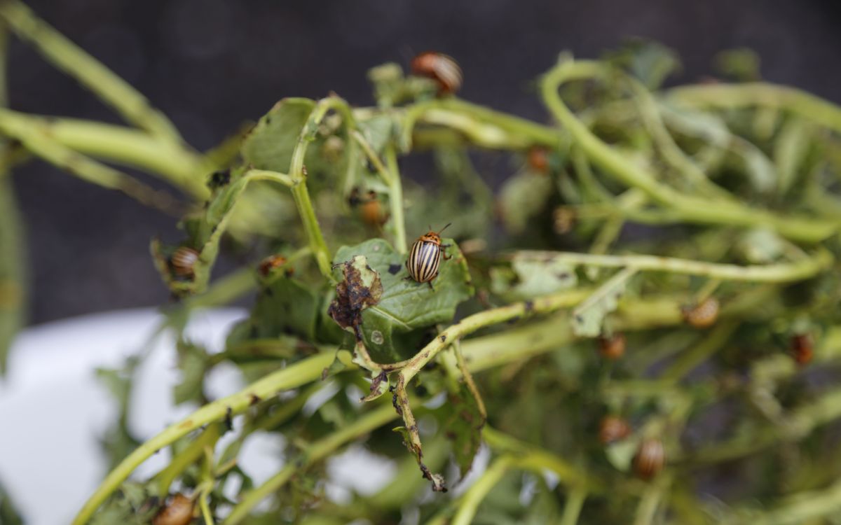 Kartoffelkäfer greift Pflanze an