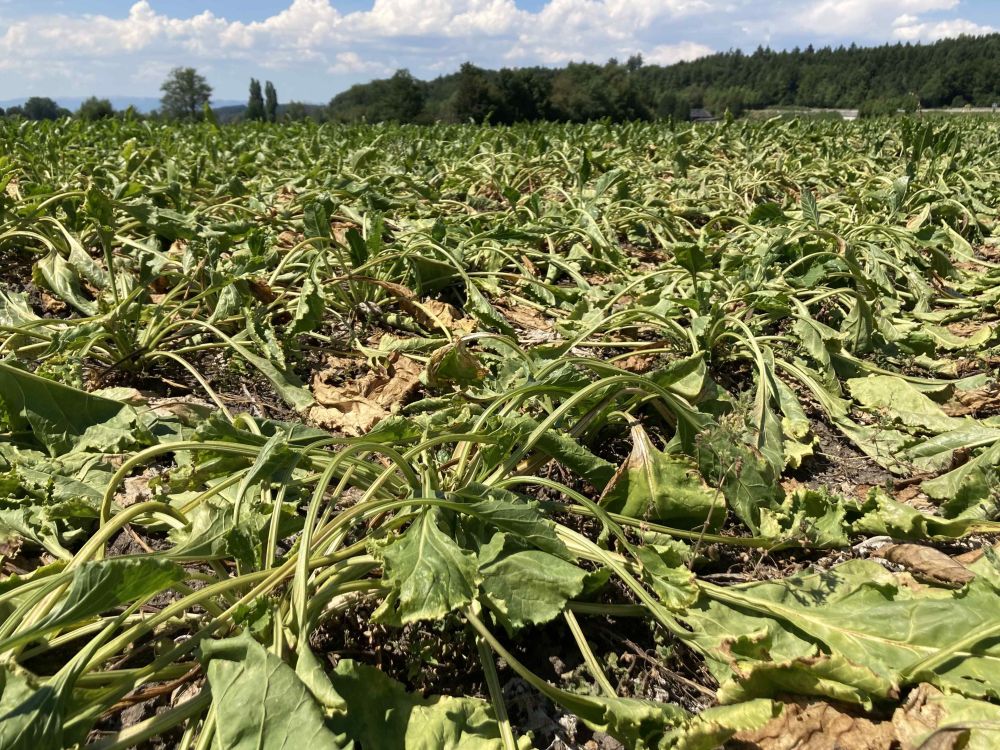 Betteraves sucrières aux feuilles flétries en raison de la sécheresse et de la chaleur. (Photo: LID, rho)