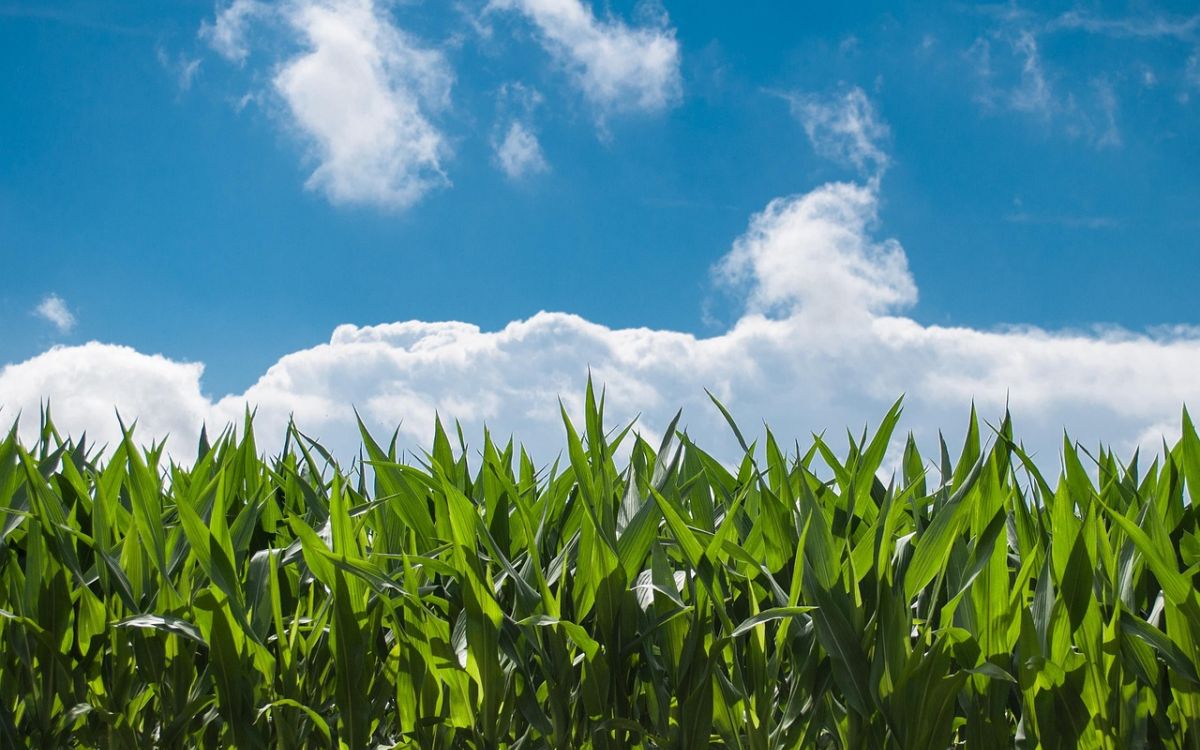 Maisfeld im Vordergrund und wolkiger Himmel im Hintergrund