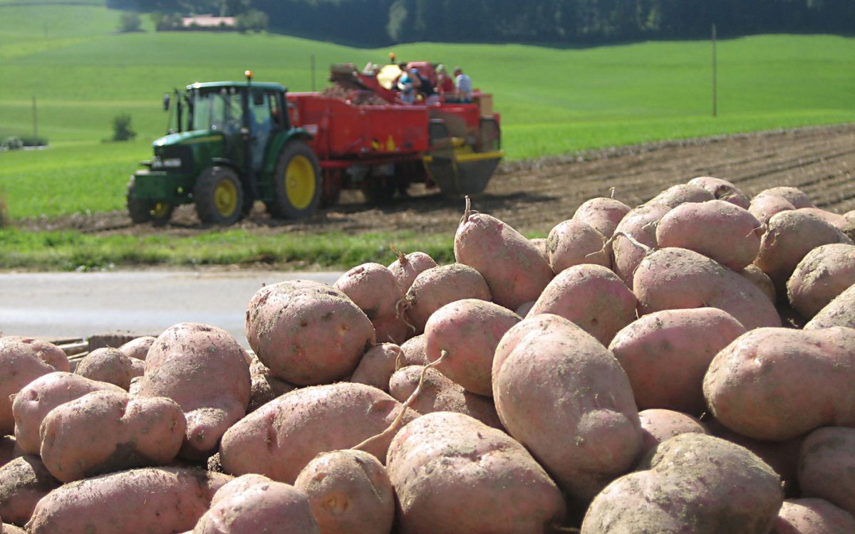 Un tas de pommes de terre récoltées au premier plan et une arracheuse de pommes de terre à l'arrière-plan.