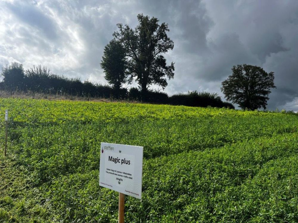 Le mélange luzerne-herbe de Samen Steffen dans le champ de Pierrafortscha. Photo : kim