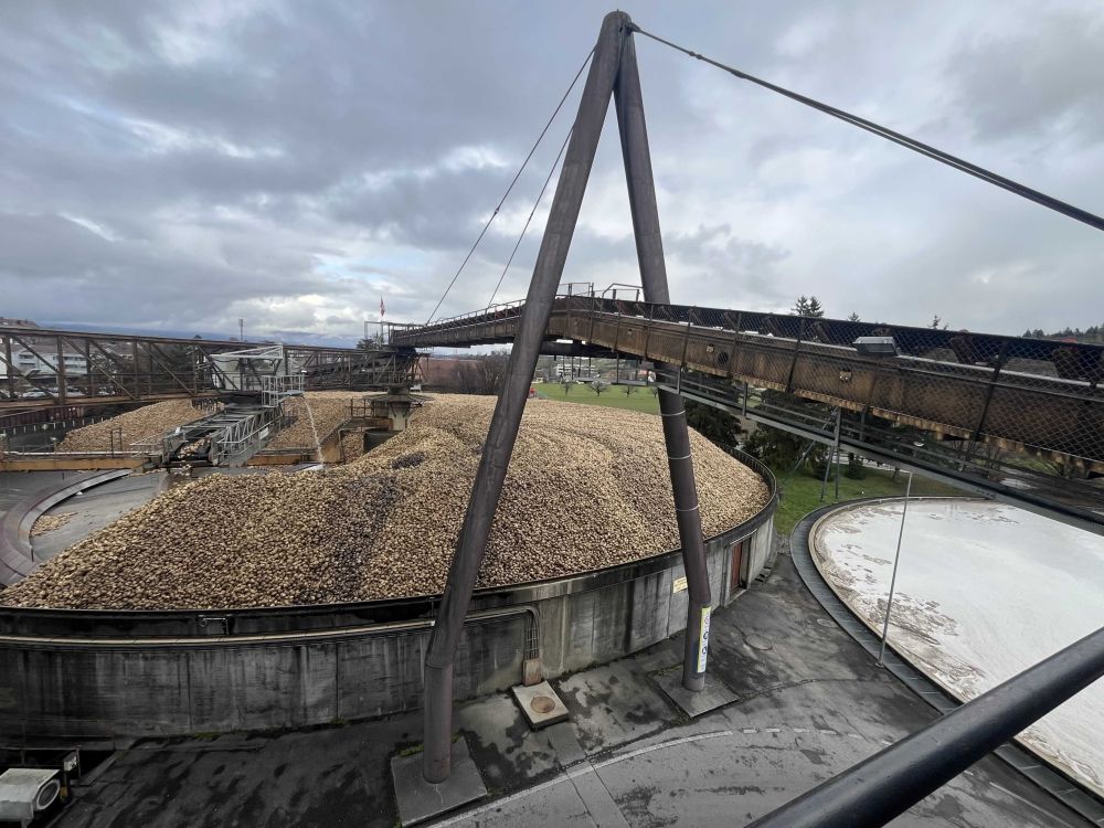 Blick von oben auf die gewaltigen Vorräte während der Kampagne. Die Schwemmplatte ist das logistische Herzstück der Zuckerverarbeitung. (Foto: kim)