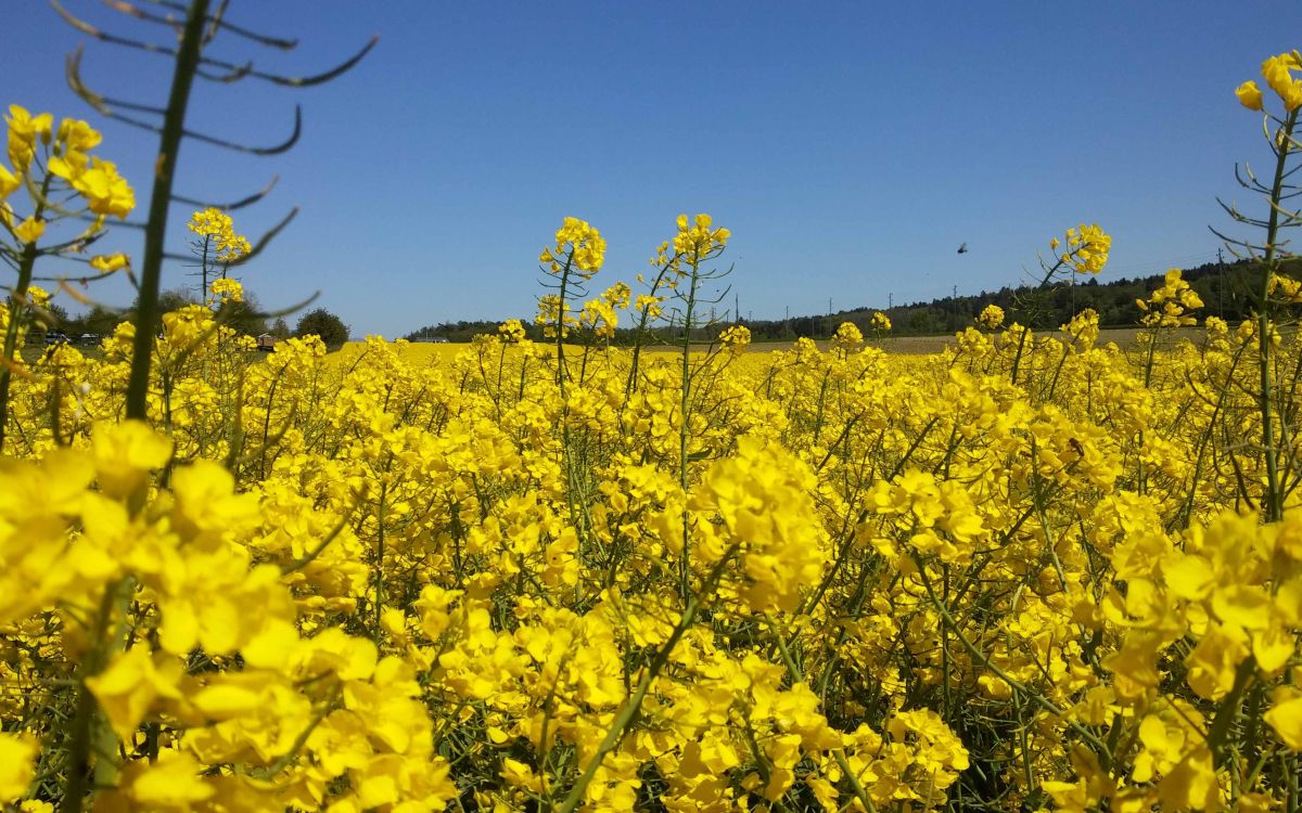 Un champ de colza en pleine floraison