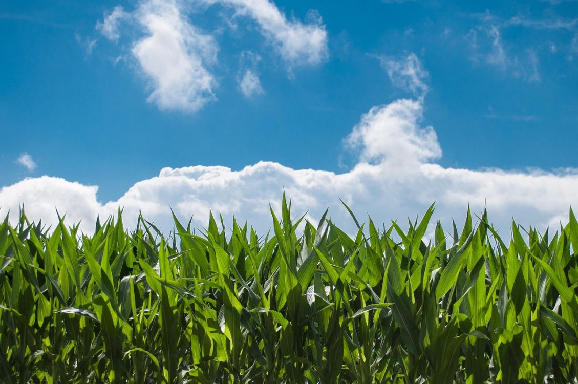 Agroscope recommande la variété P9944 comme variété tardive, aussi bien pour le maïs grain que pour le maïs ensilage. (Source de l'image: Pixabay)