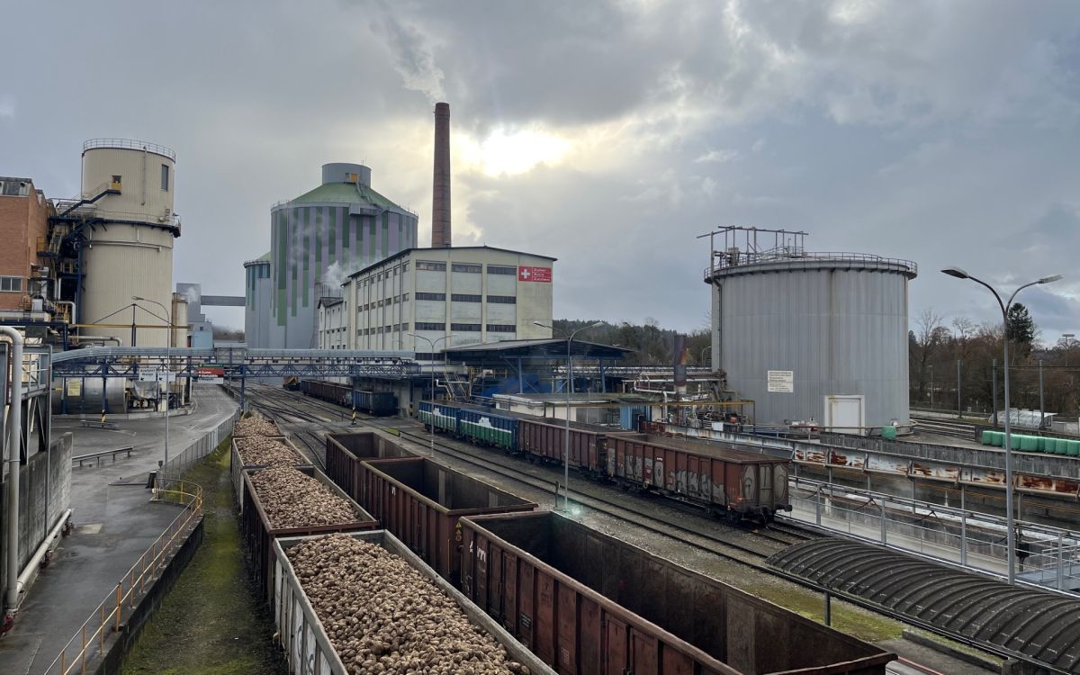 Zuckerfabrik Aarberg , Wagen voll mit Zuckerrüben rollen an