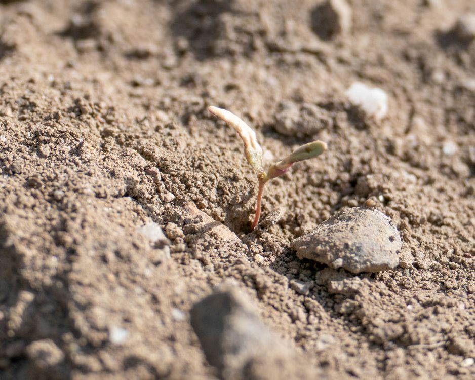Cette mauvaise herbe encore minuscule a été traitée avec succès par spotspraying lors d'un passage précédent et est en train de dépérir. (Photo : David Eppenberger, lid)